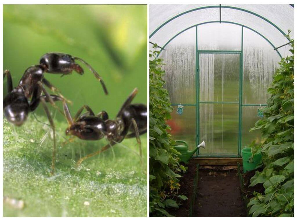 Jak se vypořádat s mravenci ve skleníkových lidových léčivých přípravcích