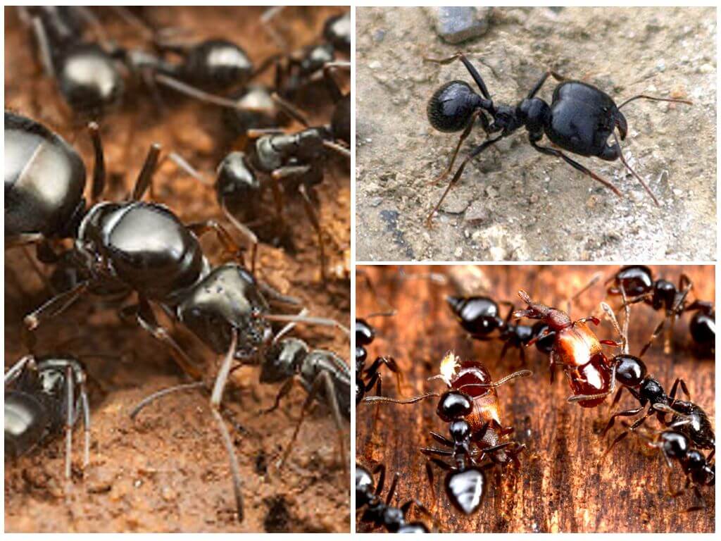 Žací mravenci