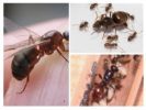 Composition of ants in the colony