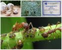 Insect control plants