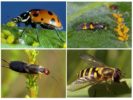 Insectos depredadores que comen pulgones