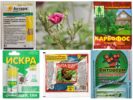 Plant protection chemicals