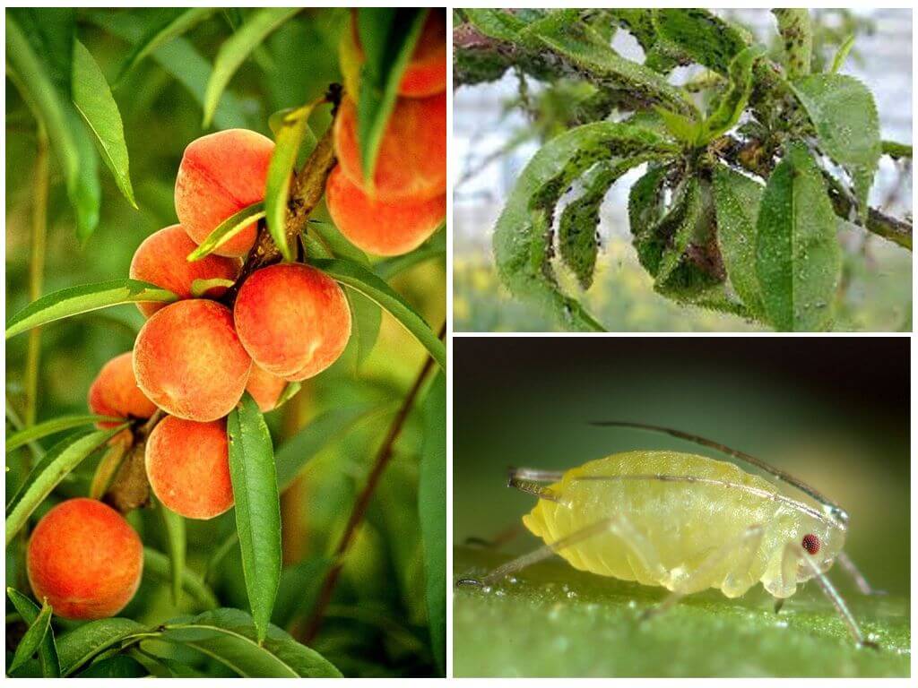 How to deal with aphids on peach with folk and store tools
