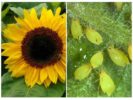 Blattläuse auf Sonnenblumen