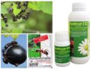 Remèdes professionnels contre les fourmis