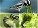 Vögel fressen Blattläuse