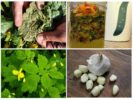 Remedios herbales para pulgones