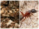 Waldrote Ameisen