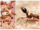 Røde myrer i lejligheden