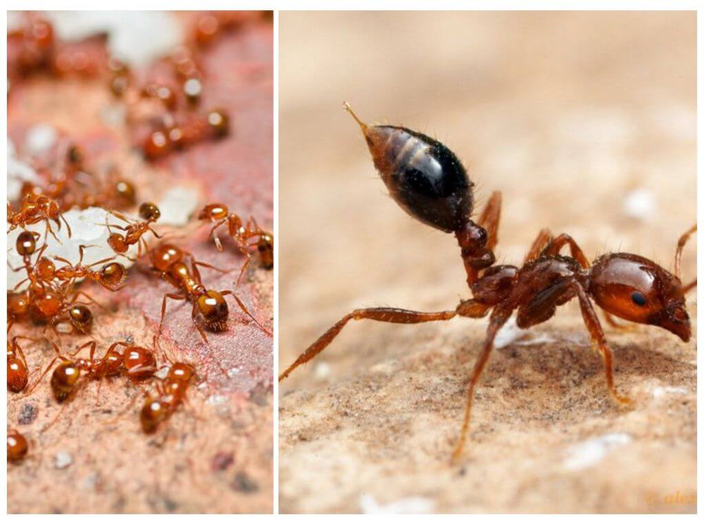 Jak se zbavit malých červených mravenců v bytě