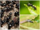 Hormigas negras de jardín