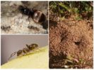 Formigas pretas de jardim