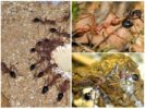 Caractéristiques des fourmis bouledogues