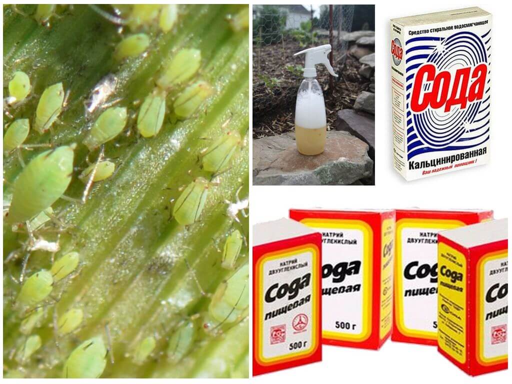 Calcined and baking soda against aphids