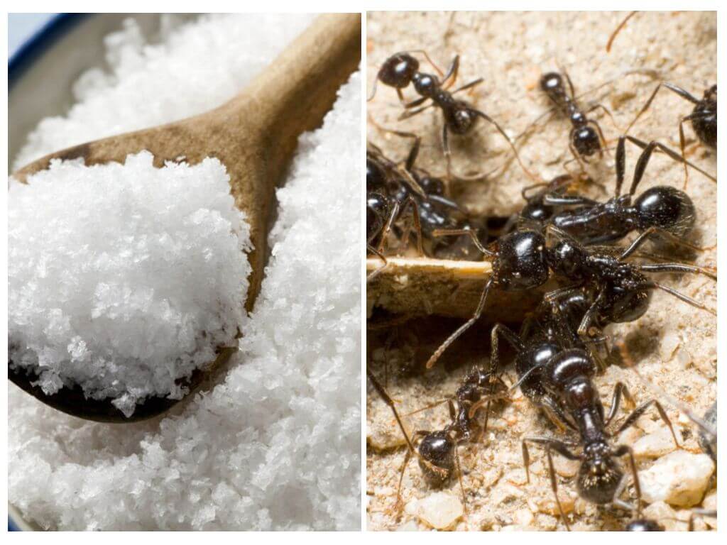 Salt against ants in the garden