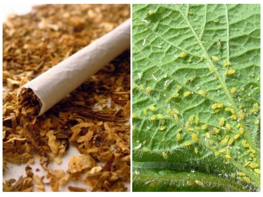 Tobacco vs. Aphids