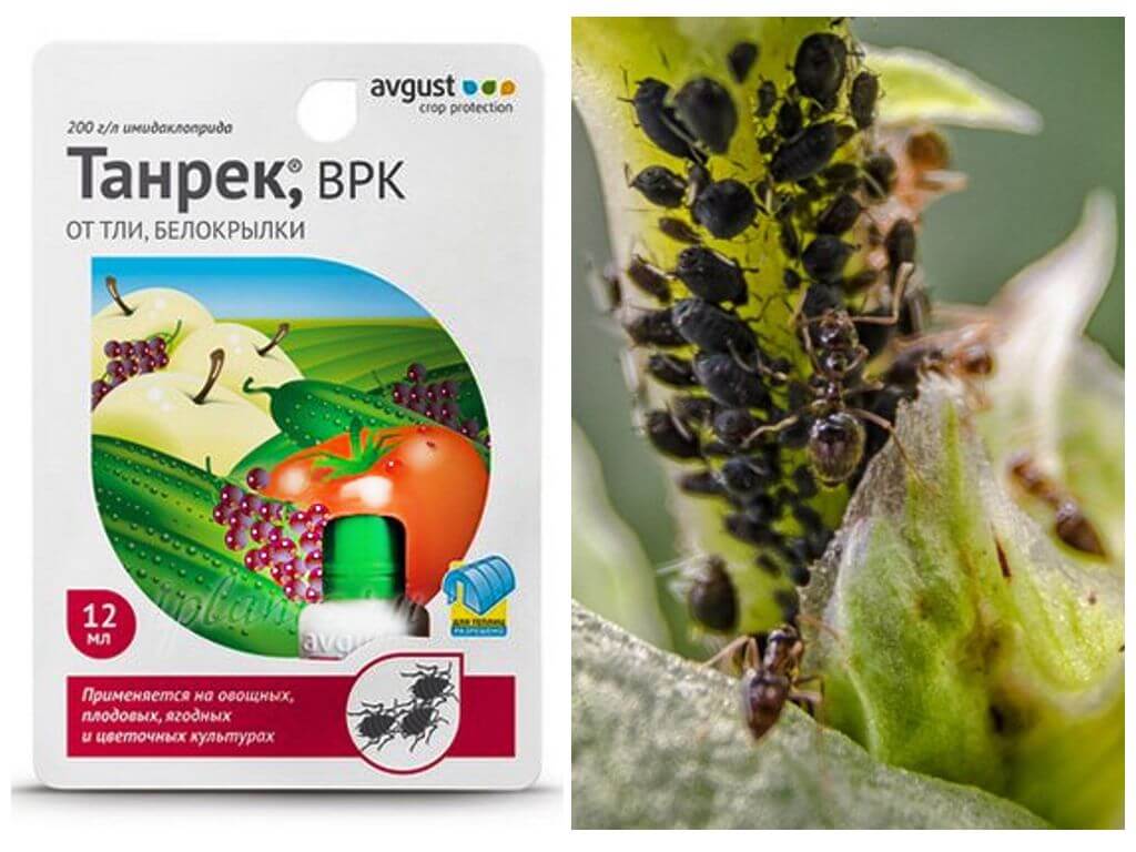 Remedy Tanrek from aphids and whiteflies
