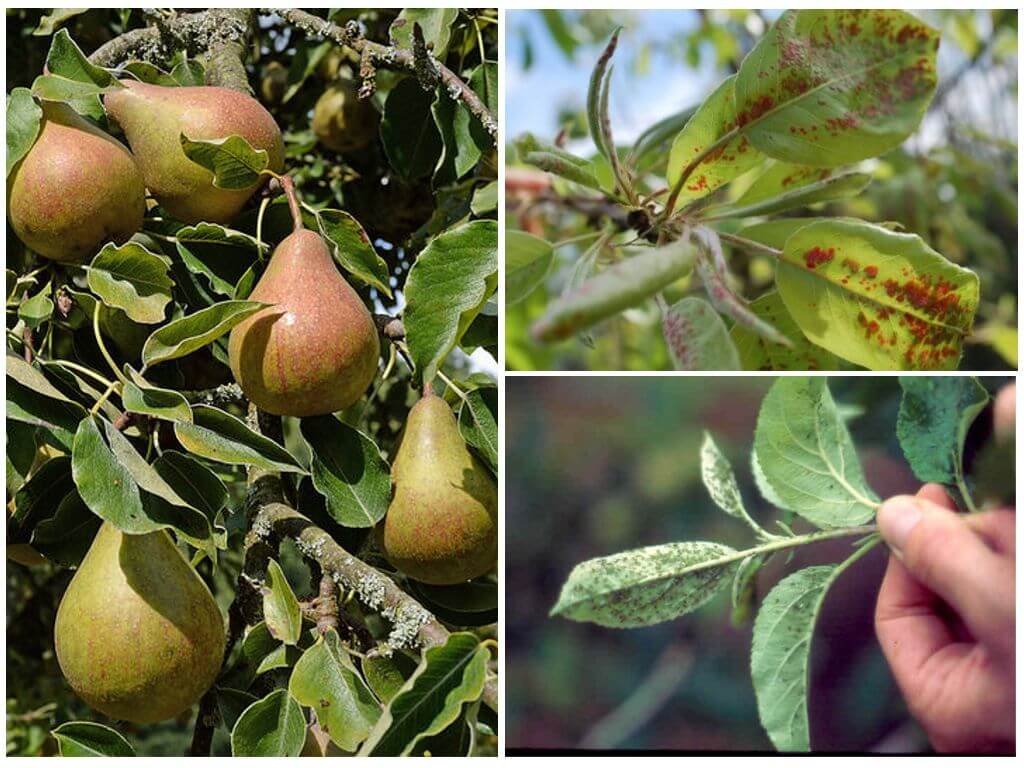 How to get rid of aphids on a pear