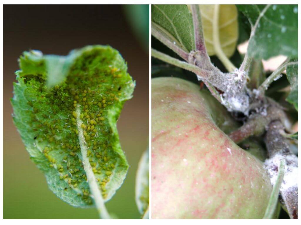 كيفية التخلص من حشرات المن على شجرة التفاح