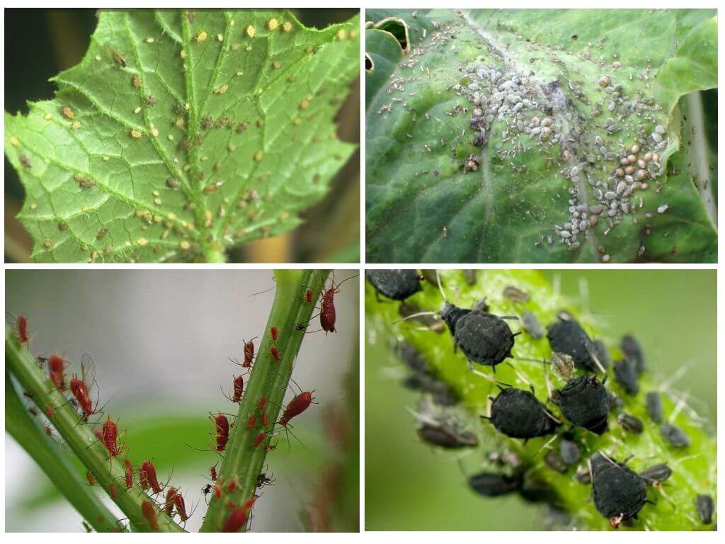 How to deal with aphids in the garden and in the garden with folk remedies