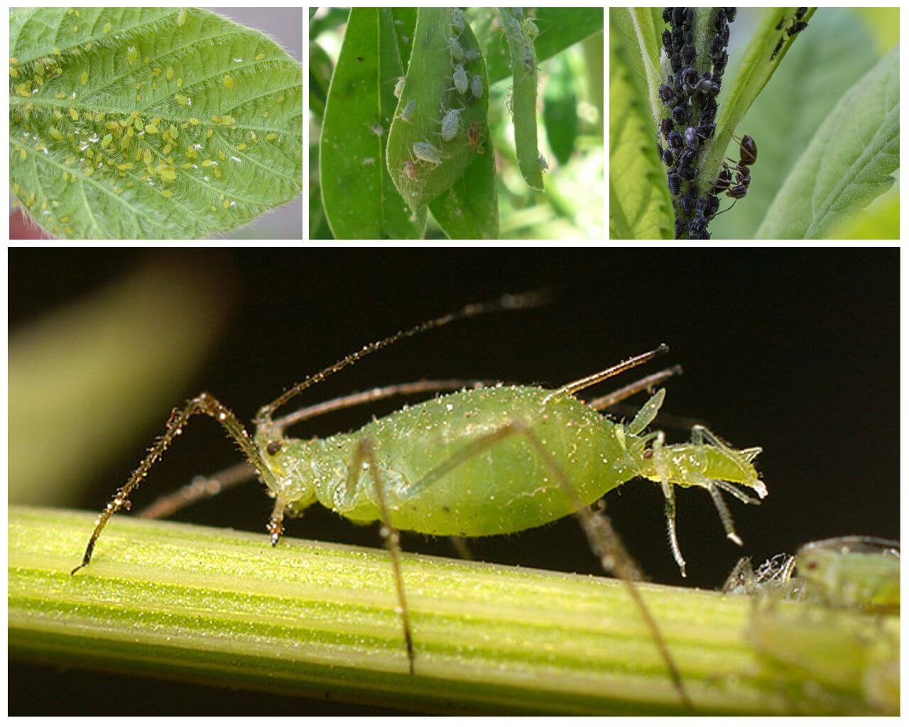 What does aphid look like?