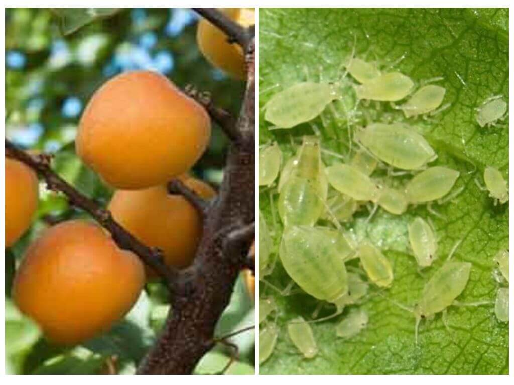 How to get rid of aphids on apricot