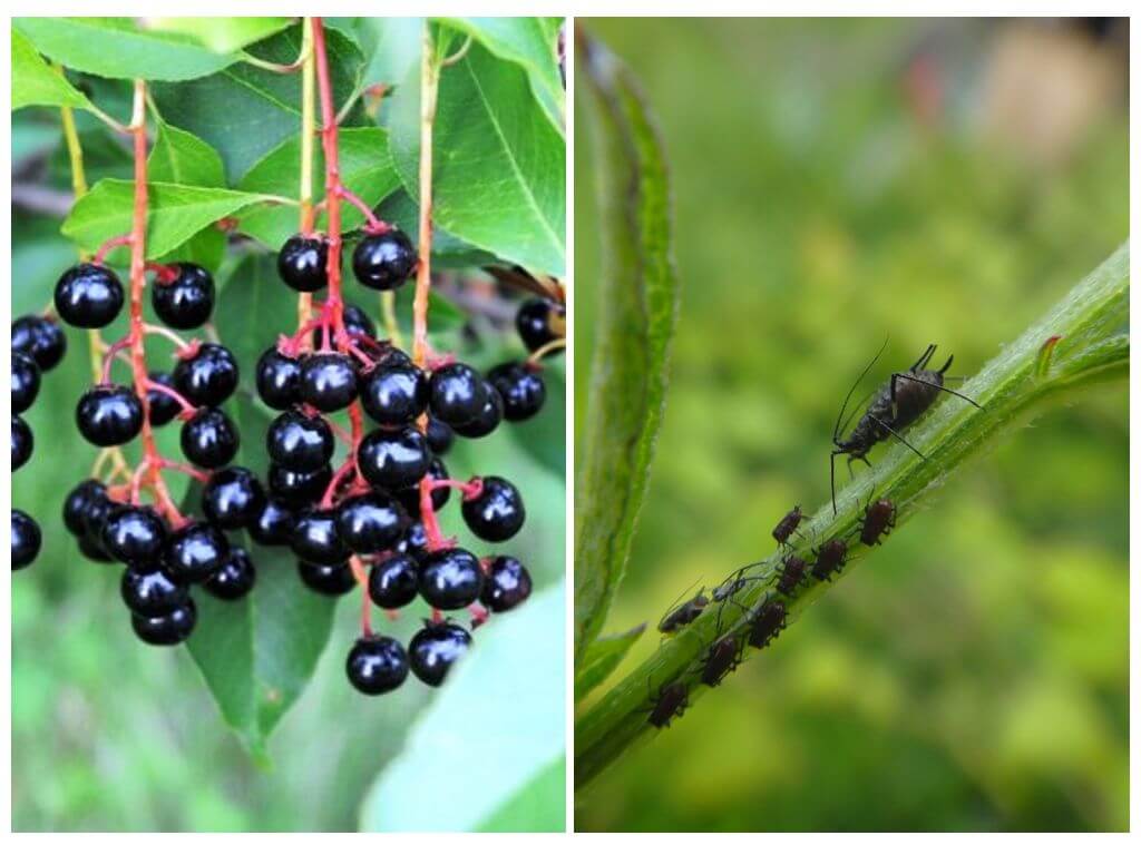 How to get rid of aphids on bird cherry trees