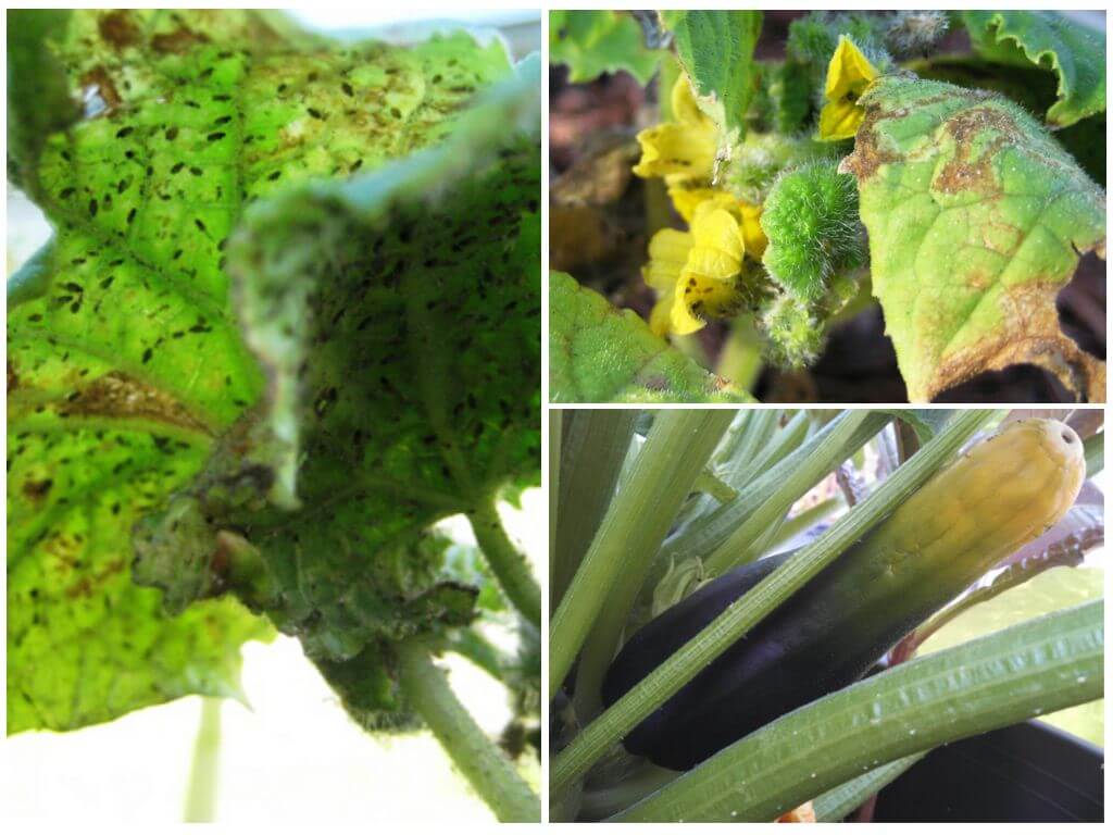 How to get rid of aphids on zucchini