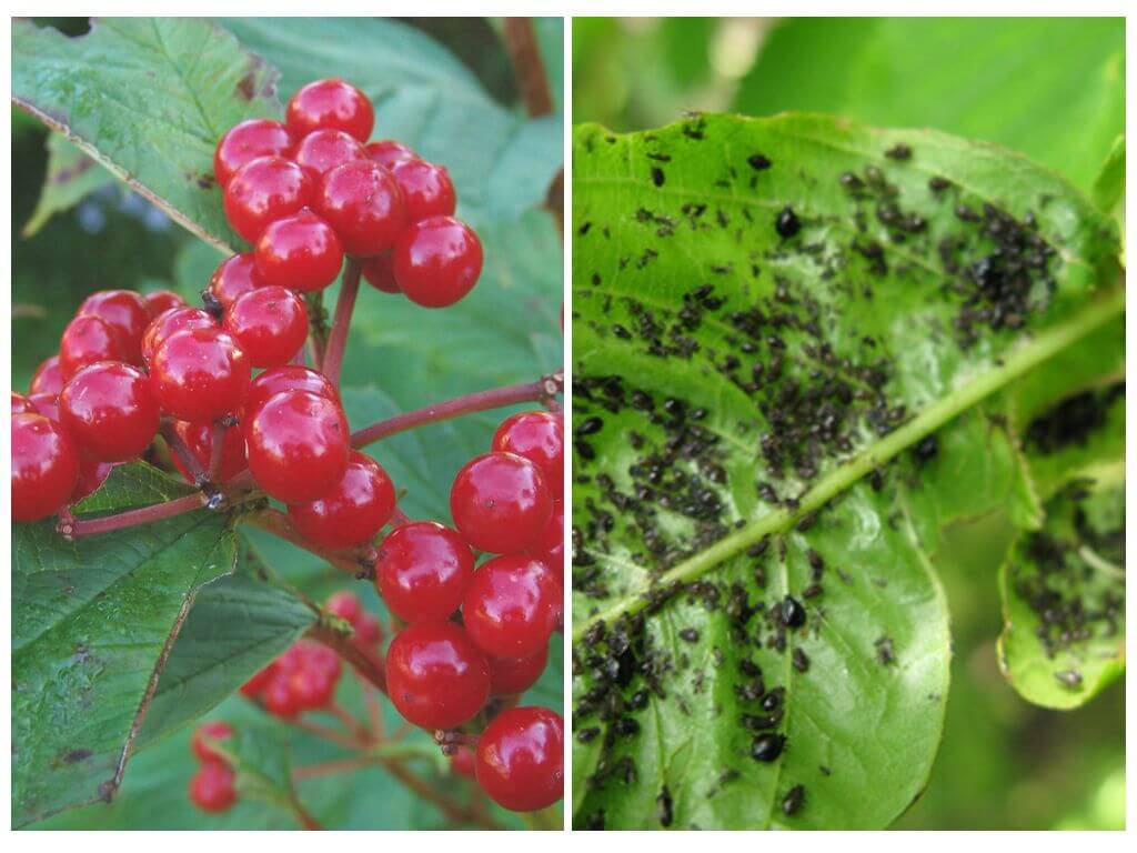How and how to treat viburnum from aphids