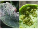 Aphid on cabbage