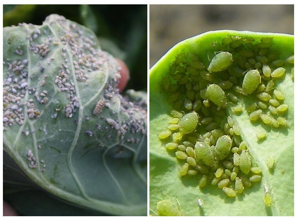 Hvordan og hvordan man behandler bladlus på kål