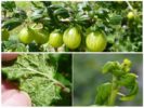 Gooseberry aphids