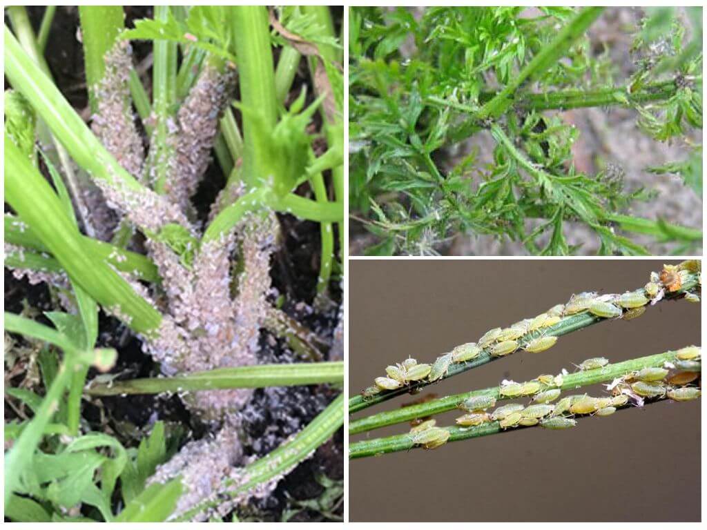 How to get rid of aphids on carrots