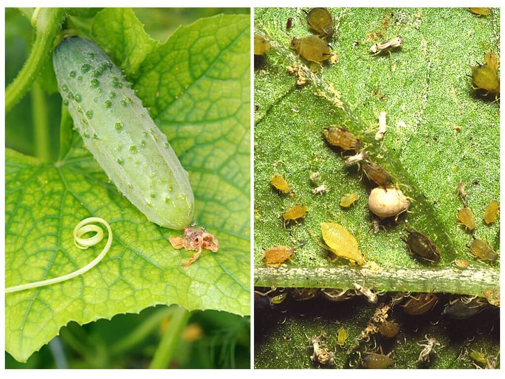 How and how to deal with aphids on cucumbers in a greenhouse and open ground
