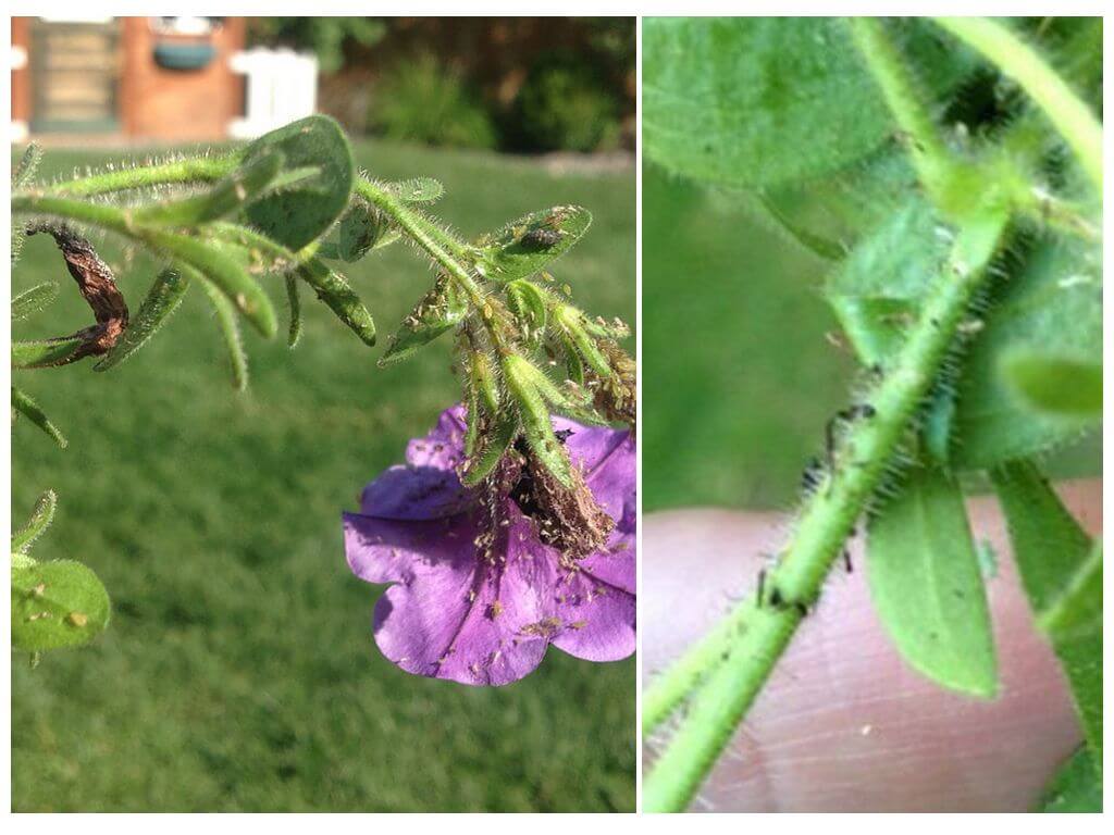 How to deal with aphids on petunias folk and store tools