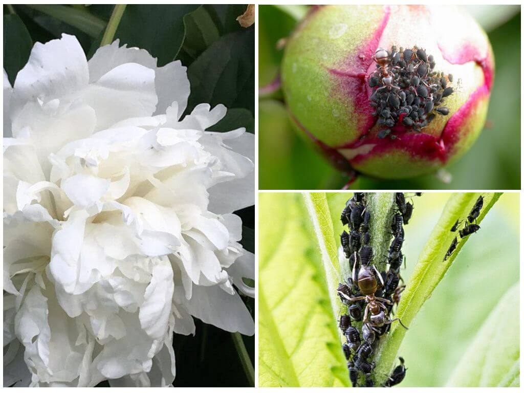 How to get rid of aphids on peonies