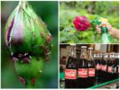 Carbonated drinks from aphids