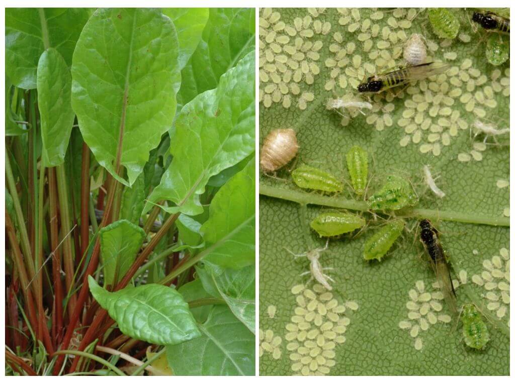 How to get rid of aphids on sorrel
