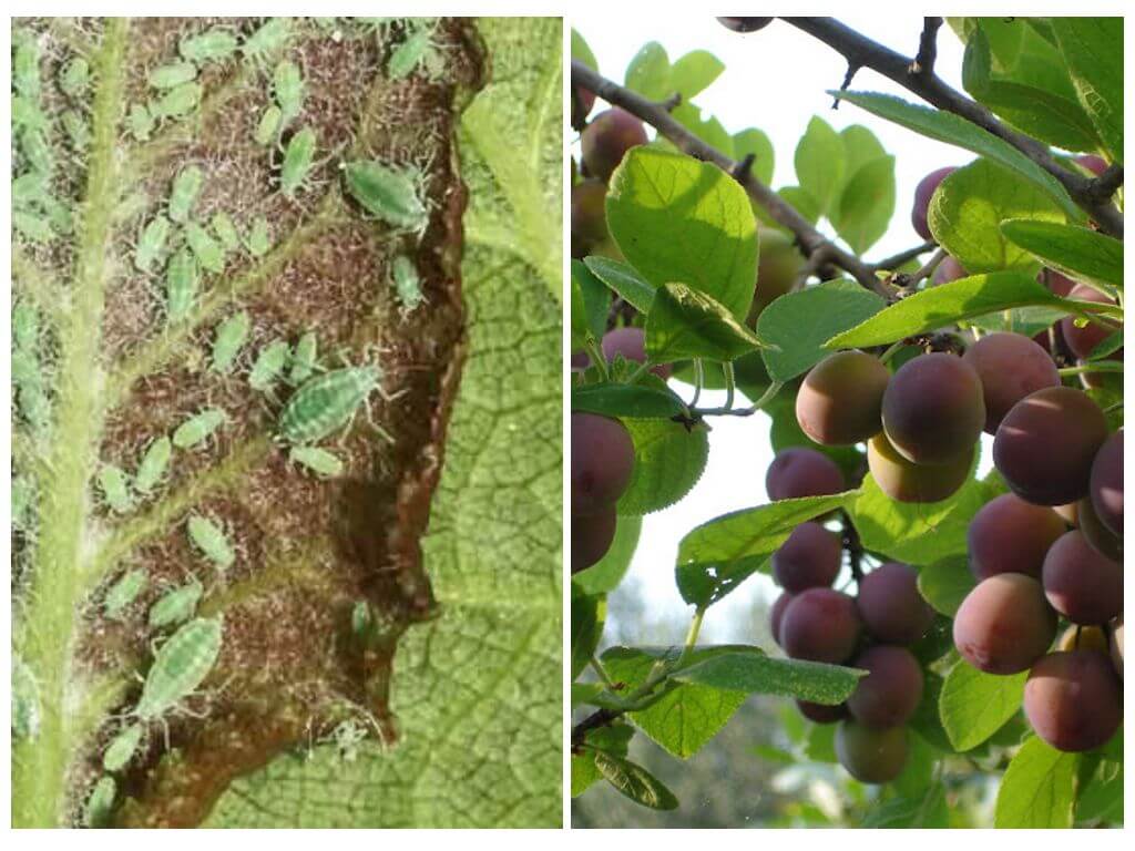 How and how to treat aphids on plums