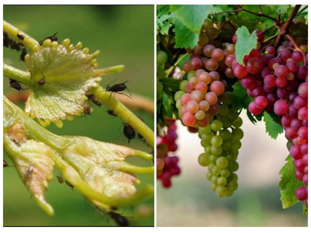 How to deal with aphids on grapes folk and shop remedies