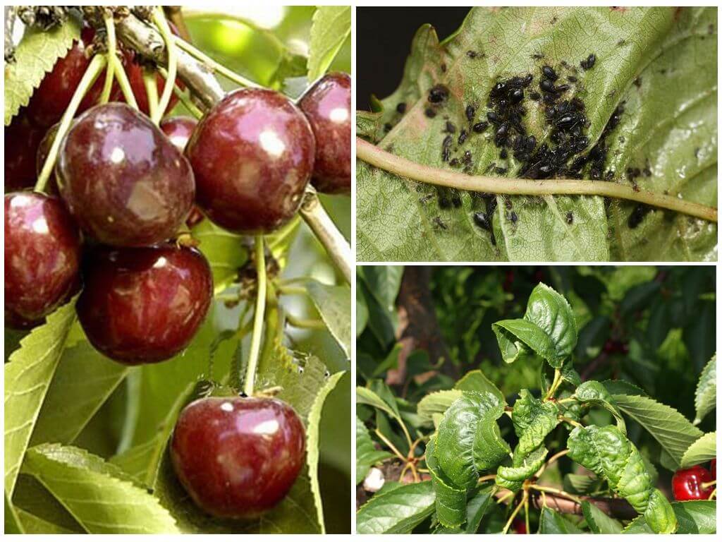 How to get rid of aphids on cherry and cherry