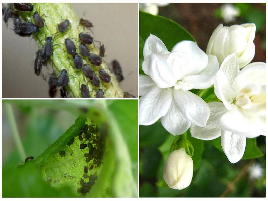 How to get rid of aphids on jasmine