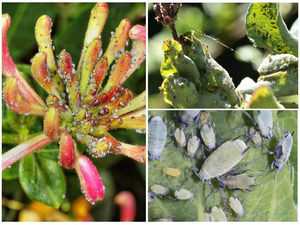 How to deal with aphids on honeysuckle folk and store tools