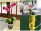 Orchideenblattlaus