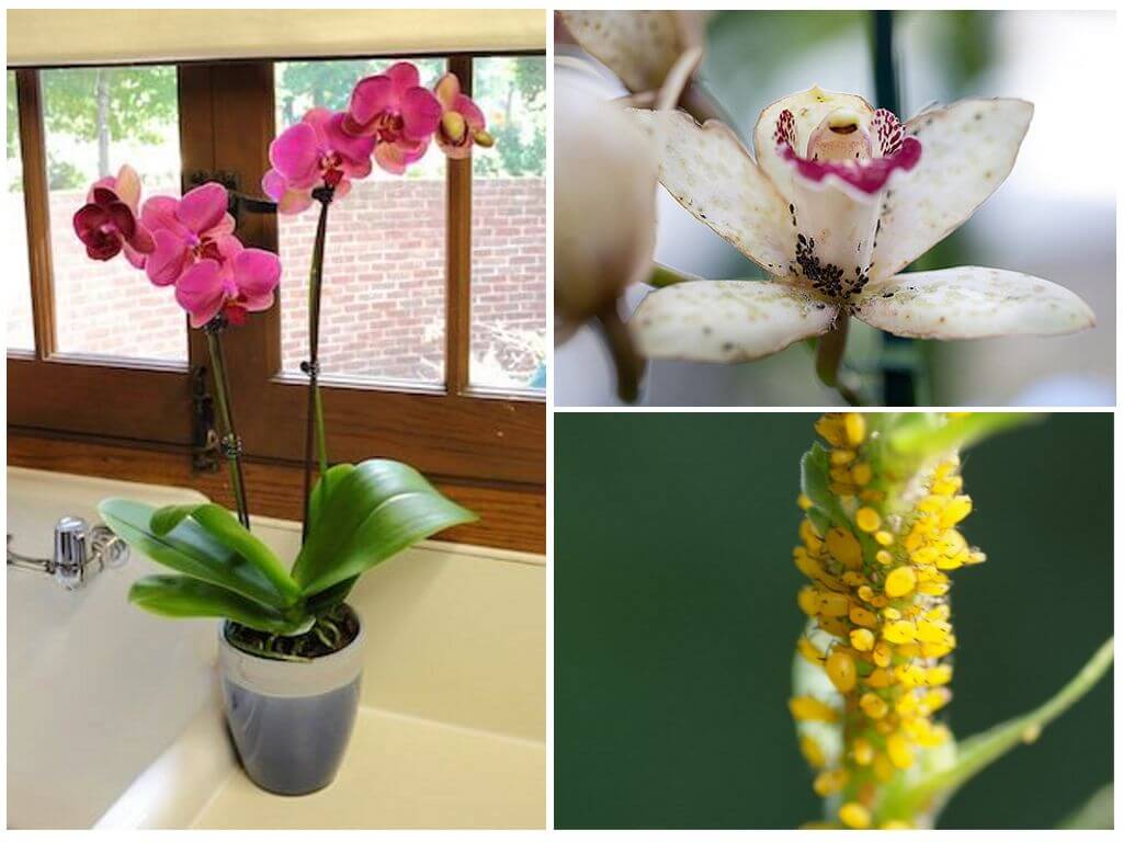 How to deal with aphids on orchids