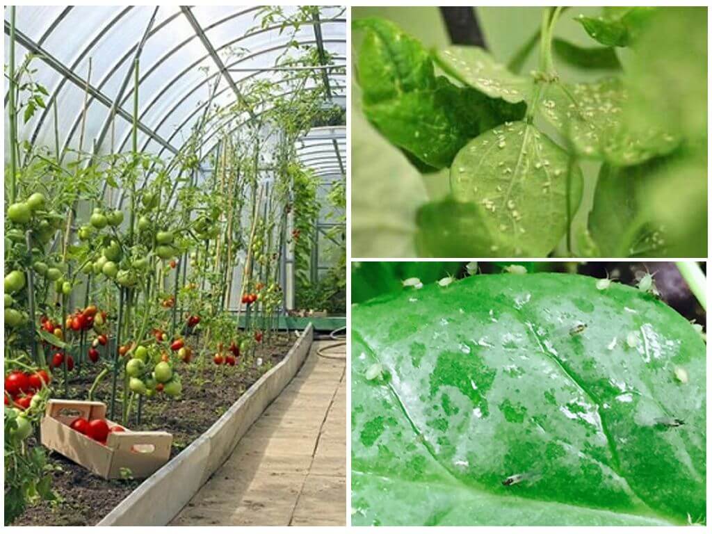 How to deal with aphids in a greenhouse