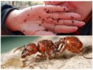 Kousnutí červeného mravence