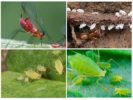 Species of aphids