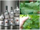 Wodka im Kampf gegen Blattläuse