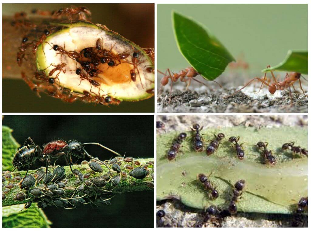 Výhody a poškození mravenců